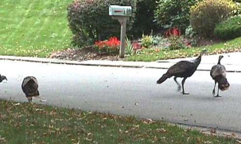 Turkeys in the Yard!