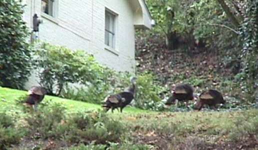 Turkeys in the Yard!
