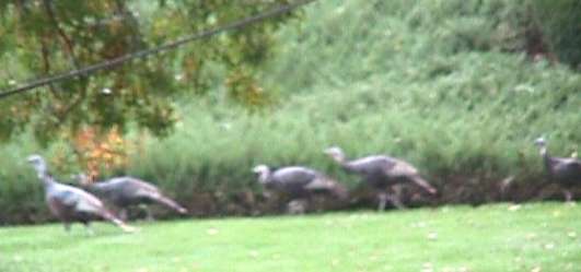 Turkeys in the Yard!