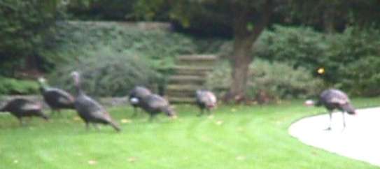 Turkeys in the Yard!