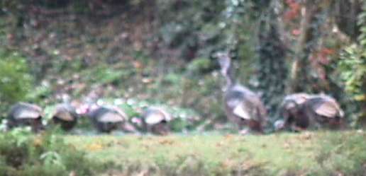 Turkeys in the Yard!