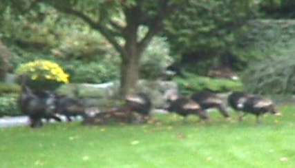 Turkeys in the Yard!