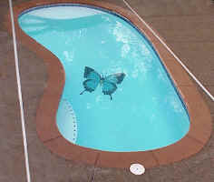 Butterfly in Pool